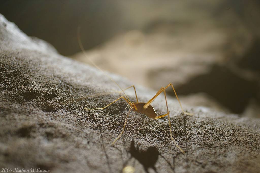 cave cricket 